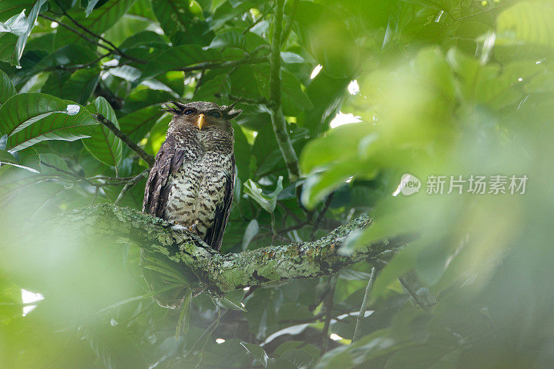 夜行鸟:成年雌性斑腹鹰鸮，又称森林鹰鸮(Bubo nipalensis)